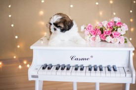 12669505_1954809488078567_8615075434401822781_n.jpg (49.73 КБ, Просмотров: 1215) 12669505_1954809488078567_8615075434401822781_n.jpg