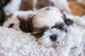 12669535_1954808691411980_3429793964241027747_n.jpg (55.24 КБ, Просмотров: 1215) 12669535_1954808691411980_3429793964241027747_n.jpg