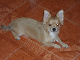 SAM_4445.JPG (154.39 КБ, Просмотров: 1306) SAM_4445.JPG