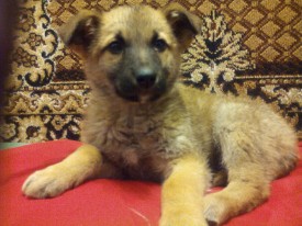 IMG_20160206_161505.jpg (763.52 КБ, Просмотров: 3127) IMG_20160206_161505.jpg