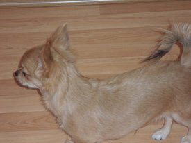 SAM_4432.JPG (152.63 КБ, Просмотров: 1306) SAM_4432.JPG