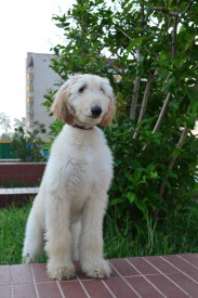 image.jpg (220.71 КБ, Просмотров: 2239) image.jpg