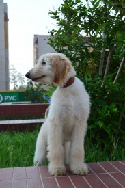 imageб1.jpg (209.88 КБ, Просмотров: 1948) imageб1.jpg