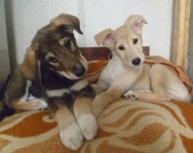 11.jpg (50.05 КБ, Просмотров: 1414) 11.jpg