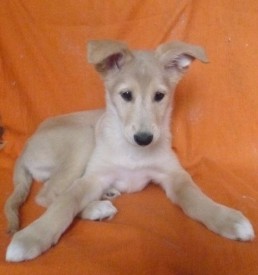 венера.jpg (49.01 КБ, Просмотров: 1322) венера.jpg