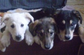 щены1.jpg (38.83 КБ, Просмотров: 1414) щены1.jpg