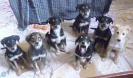 стайка.jpg (56.8 КБ, Просмотров: 1414) стайка.jpg