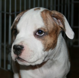 7.jpg (116.08 КБ, Просмотров: 1655) 7.jpg