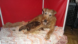 Хари в клетке.jpg (248.2 КБ, Просмотров: 1304) Хари в клетке.jpg