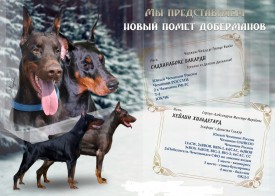 Доберы братск анонс .jpg (235.05 КБ, Просмотров: 1203) Доберы братск анонс .jpg