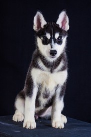 -K-oWgYwG7E.jpg (114.23 КБ, Просмотров: 1132) -K-oWgYwG7E.jpg