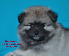 12513756_1174324375911340_6501754078473399349_o.jpg1.jpg (178.12 КБ, Просмотров: 3559) 12513756_1174324375911340_6501754078473399349_o.jpg1.jpg