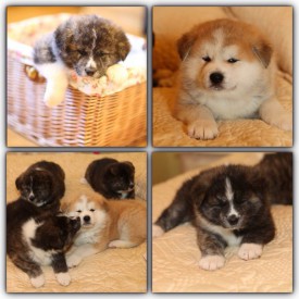 ybyl8R0aYL8.jpg (74.86 КБ, Просмотров: 1160) ybyl8R0aYL8.jpg