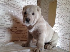 image (1).jpg (12.15 КБ, Просмотров: 1041) image (1).jpg