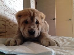 image (3).jpg (9.19 КБ, Просмотров: 1041) image (3).jpg