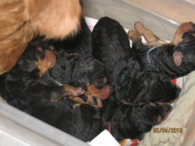 щенки новосиб2.jpg (13.62 КБ, Просмотров: 1749) щенки новосиб2.jpg