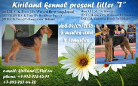 щенки новосиб.jpg (19.29 КБ, Просмотров: 1748) щенки новосиб.jpg