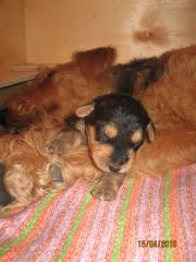 эн2.jpg (8.94 КБ, Просмотров: 1823) эн2.jpg