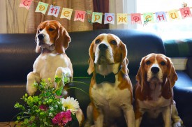 12472577_511966785672836_5507241551210159693_n.jpg (86.42 КБ, Просмотров: 5219) 12472577_511966785672836_5507241551210159693_n.jpg