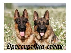 овчарки.jpg (13.06 КБ, Просмотров: 12609) овчарки.jpg