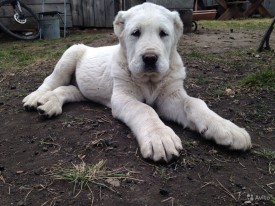 2611287257.jpg (204.42 КБ, Просмотров: 1073) 2611287257.jpg