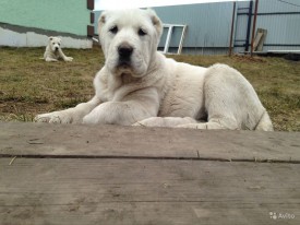 2611287195.jpg (141.65 КБ, Просмотров: 1073) 2611287195.jpg