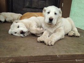 2611287167.jpg (121.15 КБ, Просмотров: 1073) 2611287167.jpg