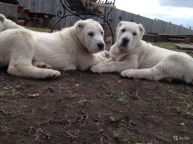 2611287249.jpg (185.7 КБ, Просмотров: 1073) 2611287249.jpg