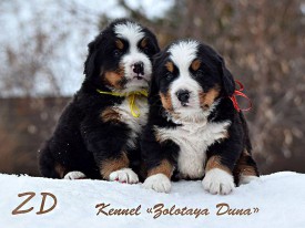 941067_1280402335320006_2879186144562805075_n.jpg (77.49 КБ, Просмотров: 2436) 941067_1280402335320006_2879186144562805075_n.jpg