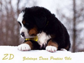 желток.jpg (63.13 КБ, Просмотров: 2405) желток.jpg