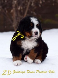 желтик.jpg (71.55 КБ, Просмотров: 2129) желтик.jpg