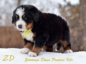 желтый2.jpg (67.42 КБ, Просмотров: 2288) желтый2.jpg