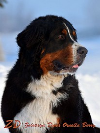 портрет.jpg (84.46 КБ, Просмотров: 2109) портрет.jpg