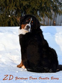 кокетка.jpg (80.58 КБ, Просмотров: 2107) кокетка.jpg