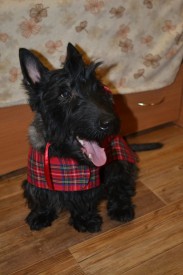 б.jpg (74 КБ, Просмотров: 10957) б.jpg