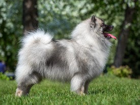 2048_3277.jpg (204.09 КБ, Просмотров: 1381) 2048_3277.jpg