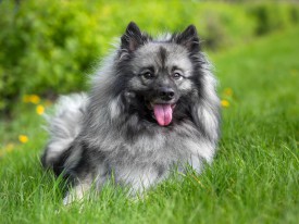 2048_3313.jpg (207.83 КБ, Просмотров: 1381) 2048_3313.jpg