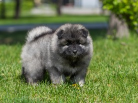 2048_3050.jpg (213.49 КБ, Просмотров: 1478) 2048_3050.jpg