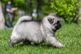 2048_3095.jpg (202.75 КБ, Просмотров: 1478) 2048_3095.jpg