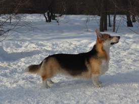 DSC_7596.jpg (316.19 КБ, Просмотров: 1378) DSC_7596.jpg