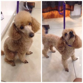 13325474_1166307006844148_9126626877495388330_n.jpg (70.74 КБ, Просмотров: 2251) 13325474_1166307006844148_9126626877495388330_n.jpg