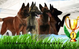 стая.jpg (254.42 КБ, Просмотров: 1293) стая.jpg