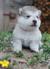 Евразия 1.jpg (147.01 КБ, Просмотров: 1644) Евразия 1.jpg