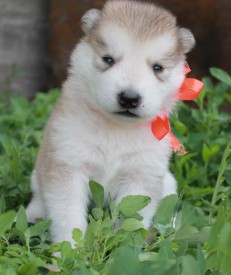 Есения.jpg (134.78 КБ, Просмотров: 1724) Есения.jpg