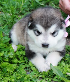 Ежевика 1.jpg (279.02 КБ, Просмотров: 1724) Ежевика 1.jpg