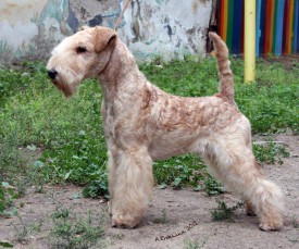 папа Раш.jpg (167.44 КБ, Просмотров: 4778) папа Раш.jpg