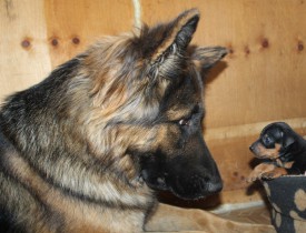 с собакой.jpg (122.06 КБ, Просмотров: 7251) с собакой.jpg