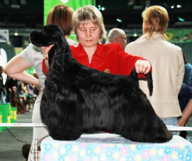 Лев-шик.jpg (86.89 КБ, Просмотров: 1430) Лев-шик.jpg