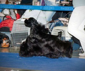 Лёва бежит.jpg (63.36 КБ, Просмотров: 1432) Лёва бежит.jpg