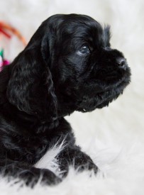 Гай.jpg (430.56 КБ, Просмотров: 1432) Гай.jpg